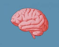 The photo represents a pink and healthy brain. As the students continue to grow, their brains need rest and need to be cared for. 